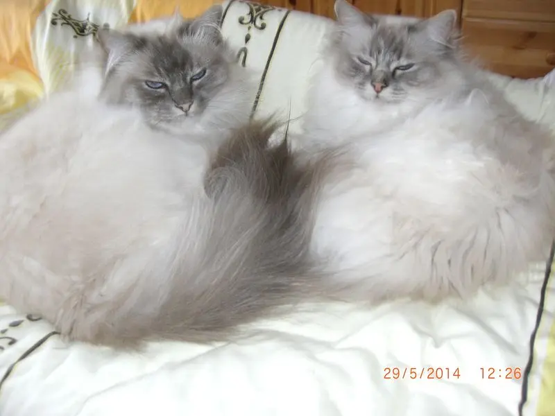 Image from Gismo