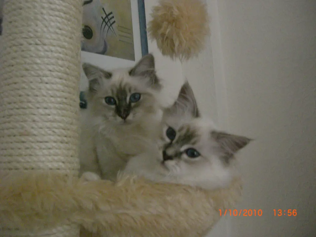 Image from Gismo