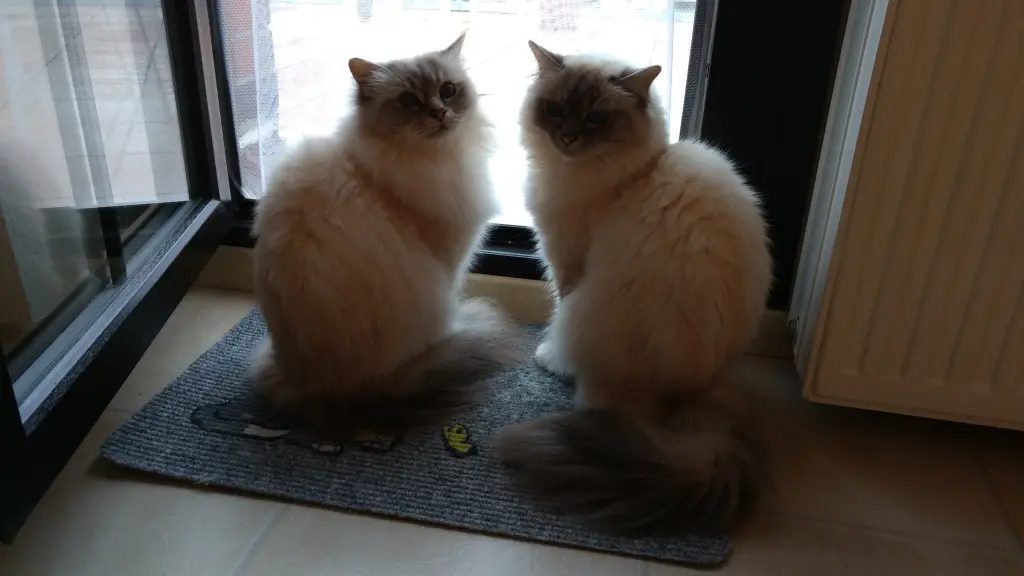 Image from Gismo