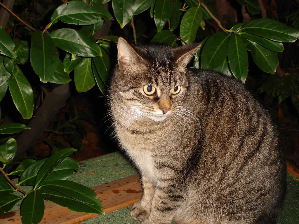 Image from Kitty