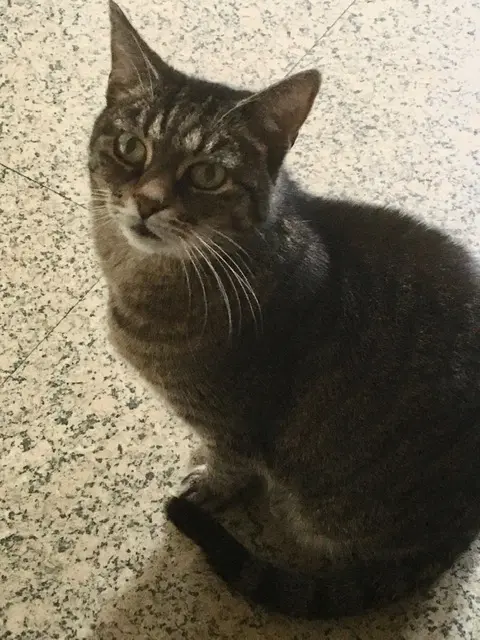 Image from Kitty