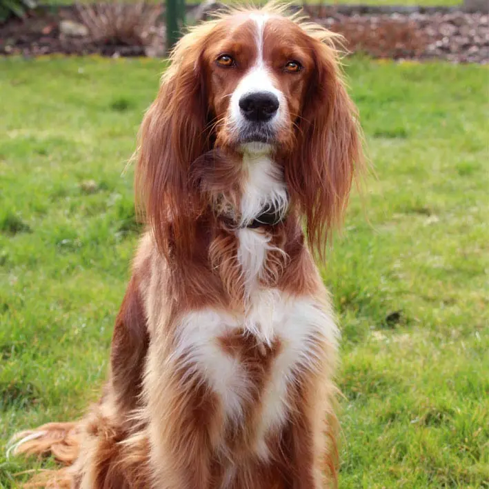 Andachtsbild von Sabine