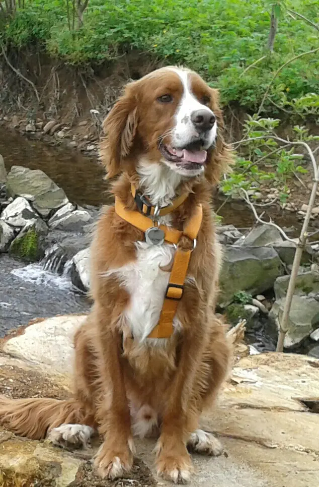 Andachtsbild von Claudia