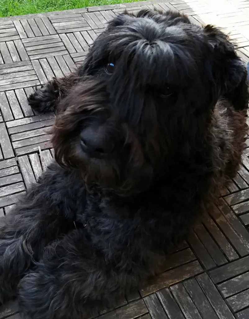 Image from Lissi
