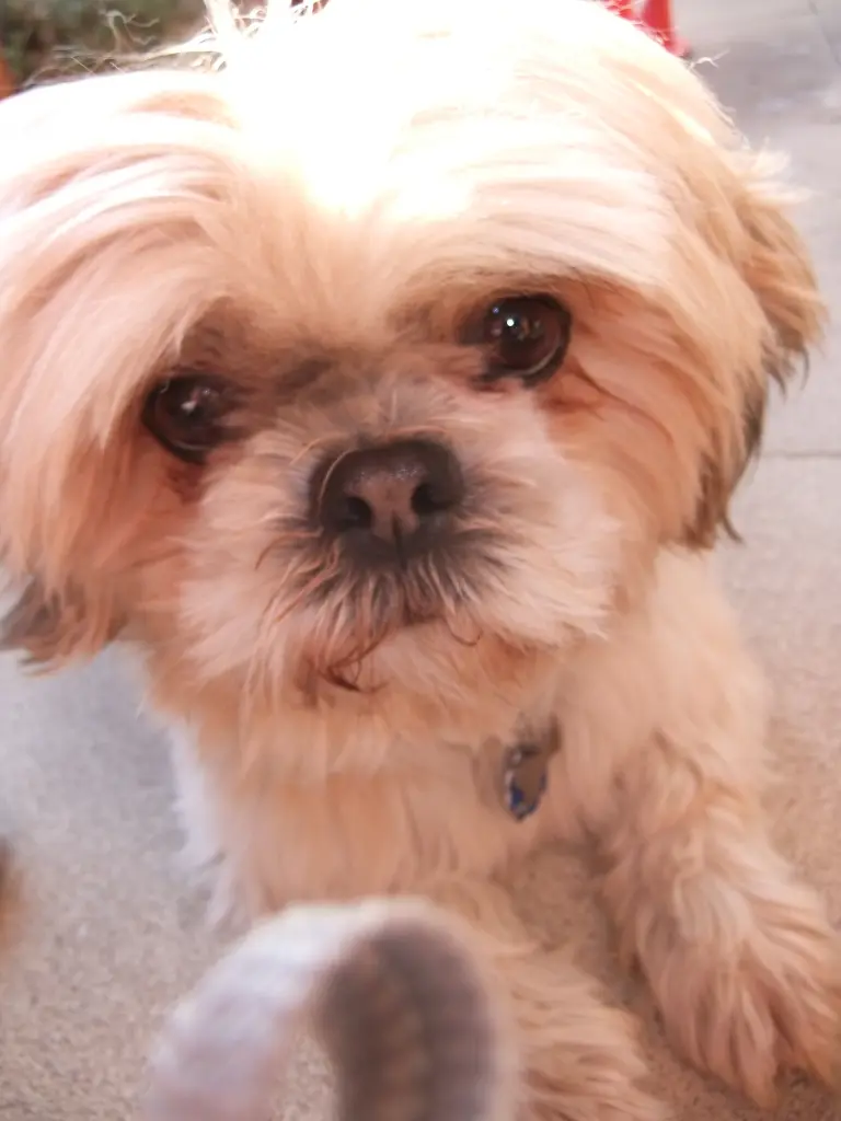 Image from Gismo