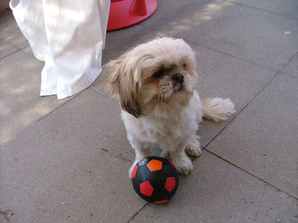 Image from Gismo