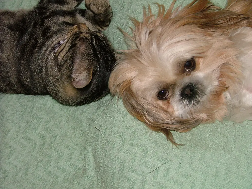 Image from Gismo