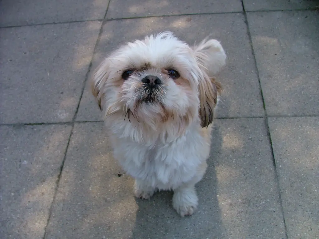 Image from Gismo