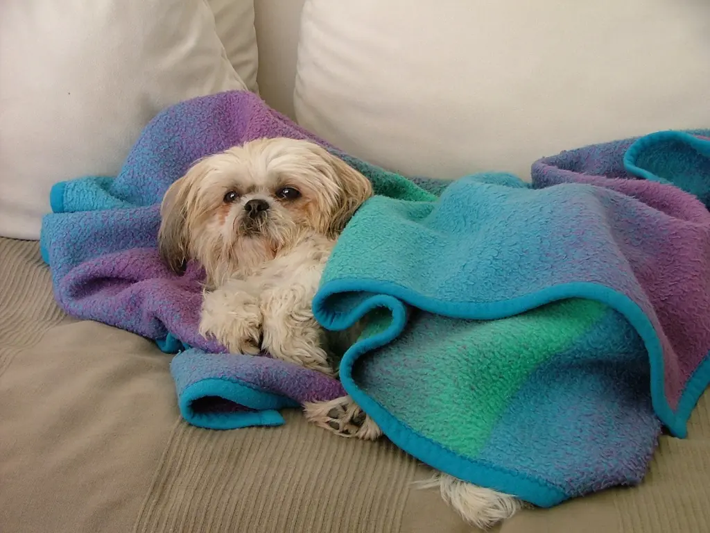 Image from Gismo