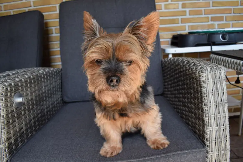 Image from Balou