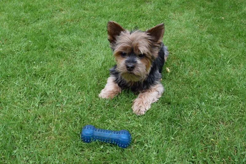 Image from Balou