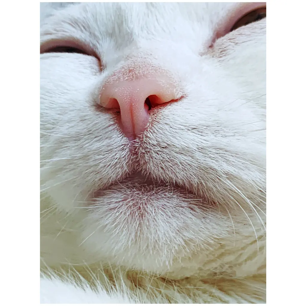 Image from Maritza Misili