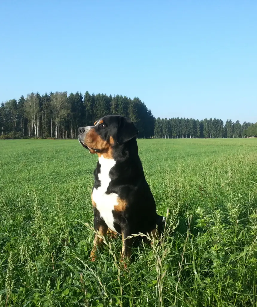 Image from Eyko