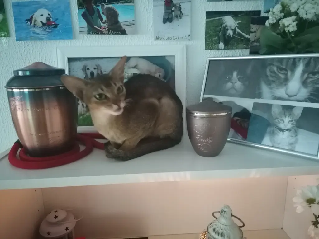 Condolence image of Tapsy