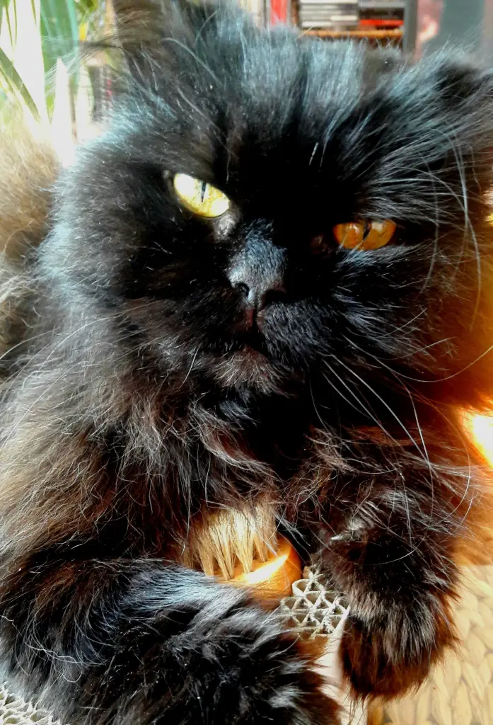Image from Paula