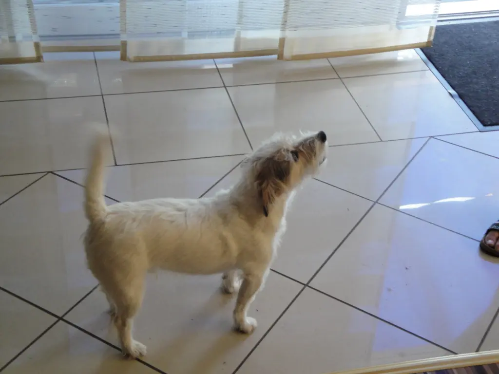 Image from Felix
