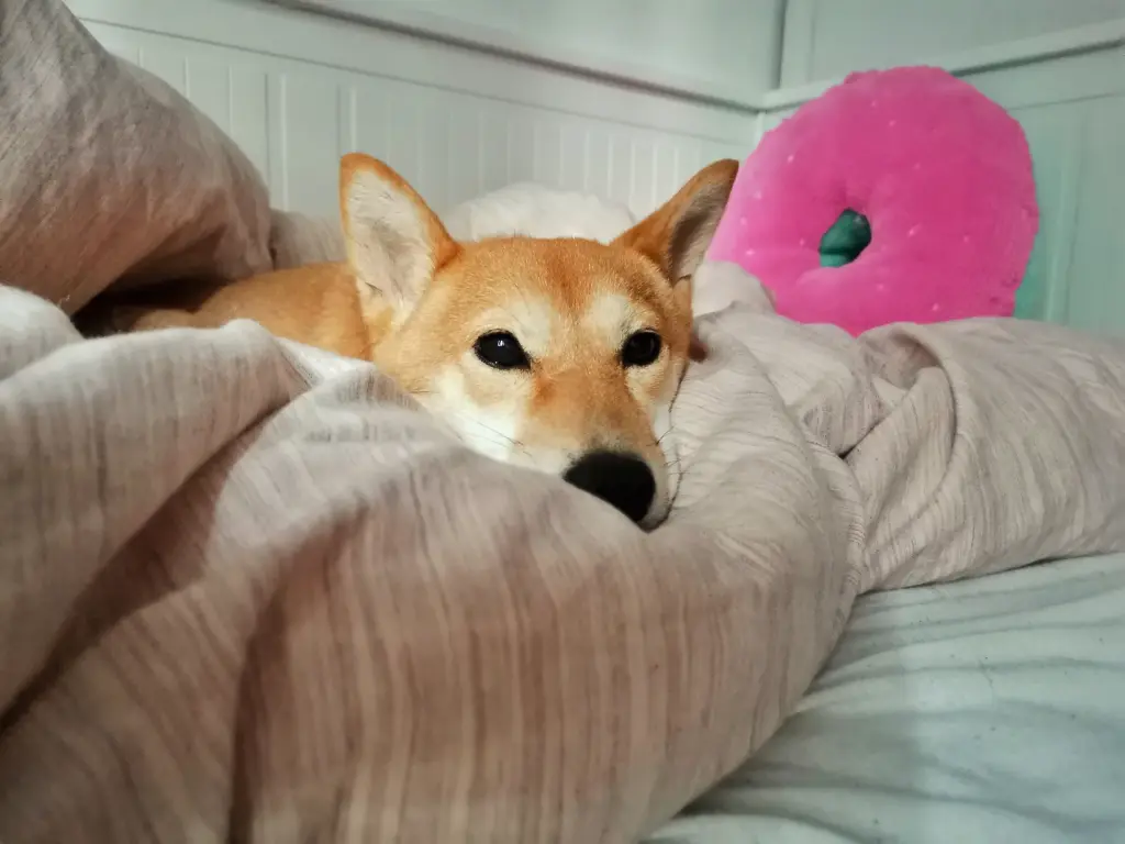 Image from Yuki
