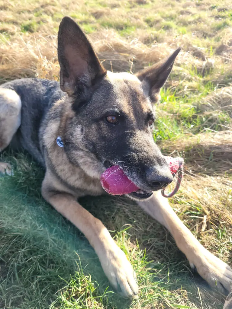 Condolence image of Axel