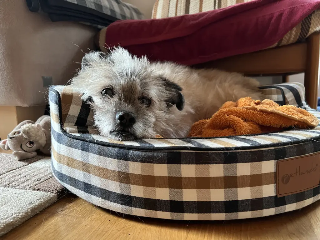 Image from Gismo