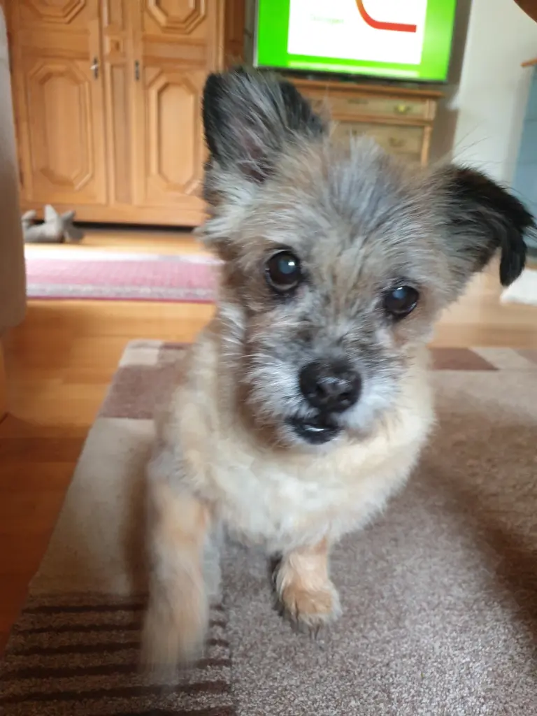 Image from Gismo