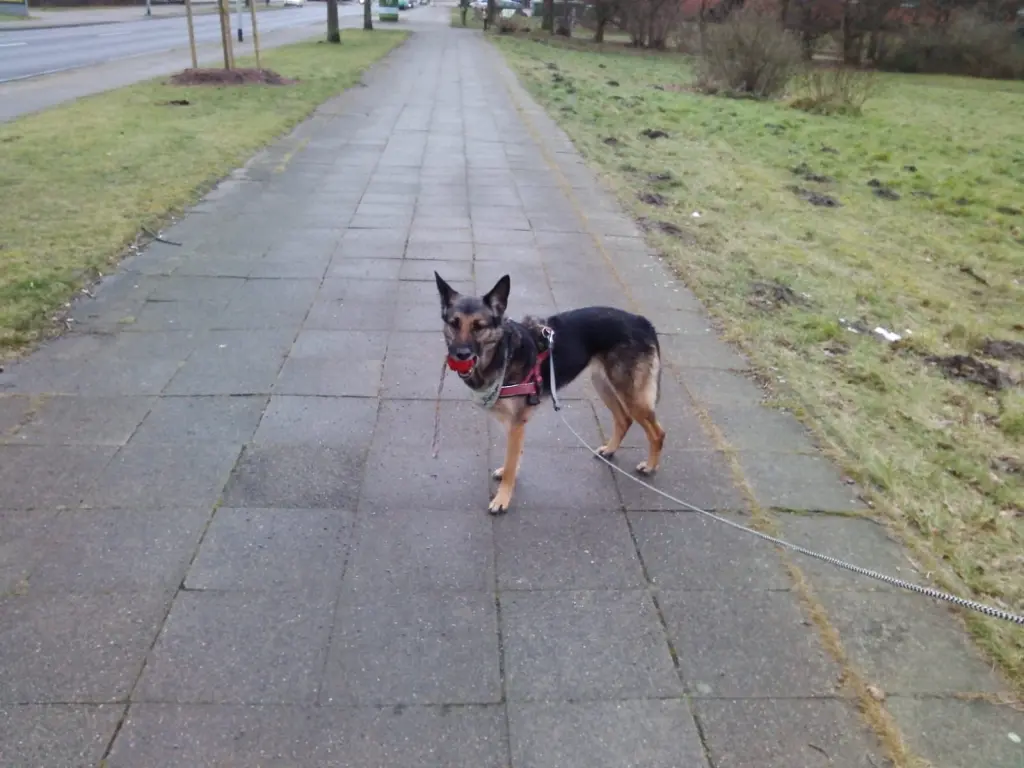 Image from Momo