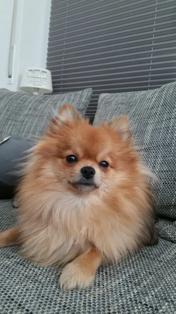Image from Momo
