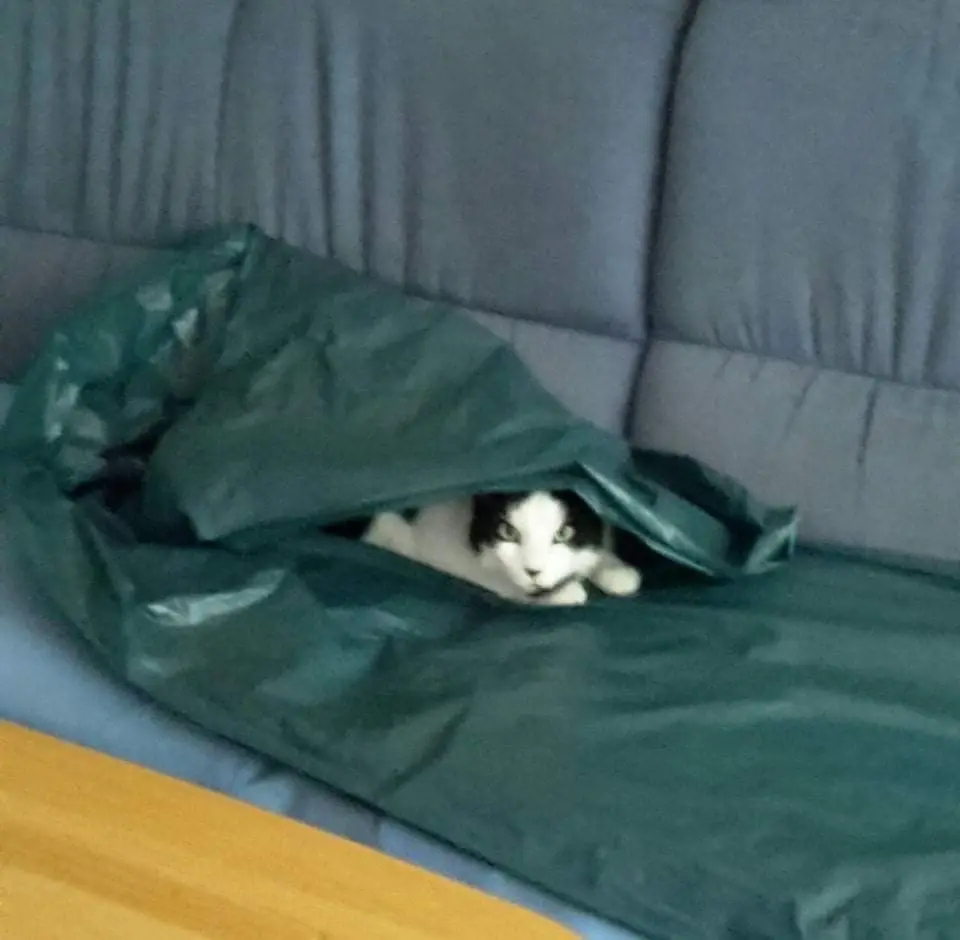 Image from Tommi