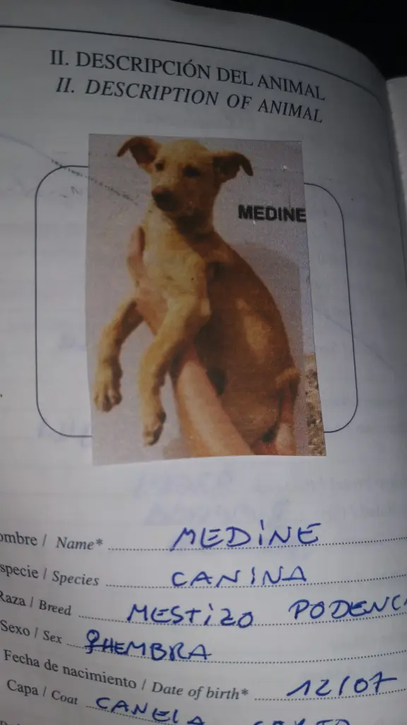 Image from Medine