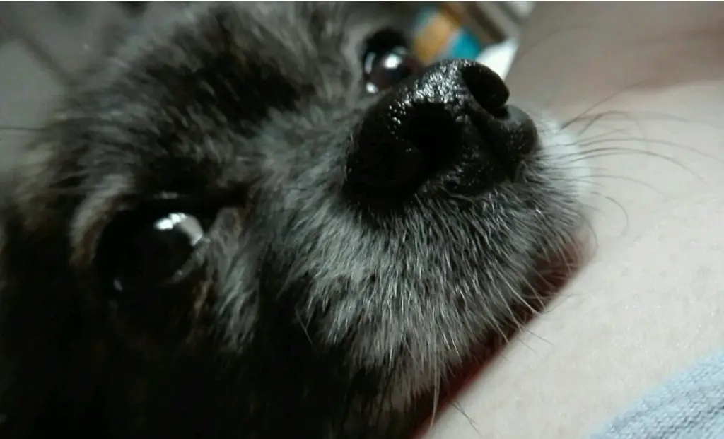 Condolence image of Carmelina