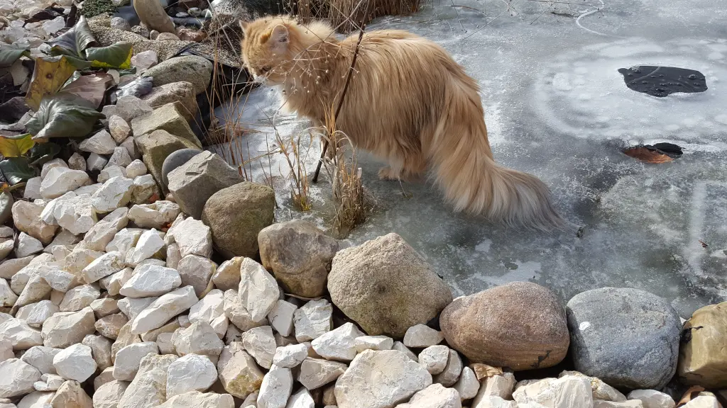 Image from Mrs Jingles
