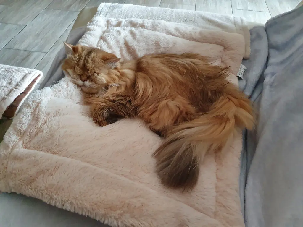 Image from Mrs Jingles