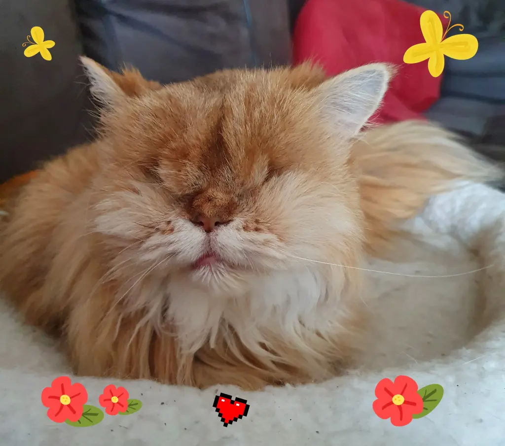 Image from Mrs Jingles