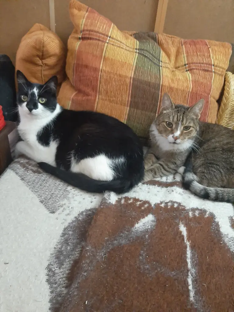 Image from Tiger