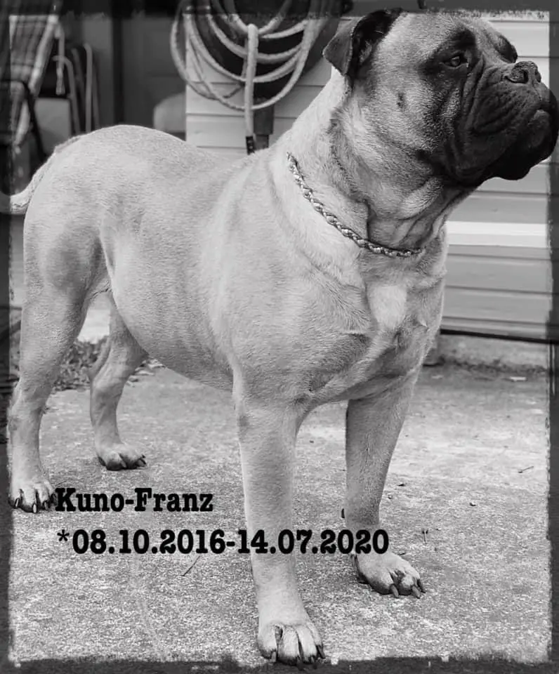 Image from Kuno-Franz