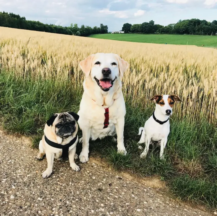 Condolence image of Louisa, Ella, Buddy und Dexter