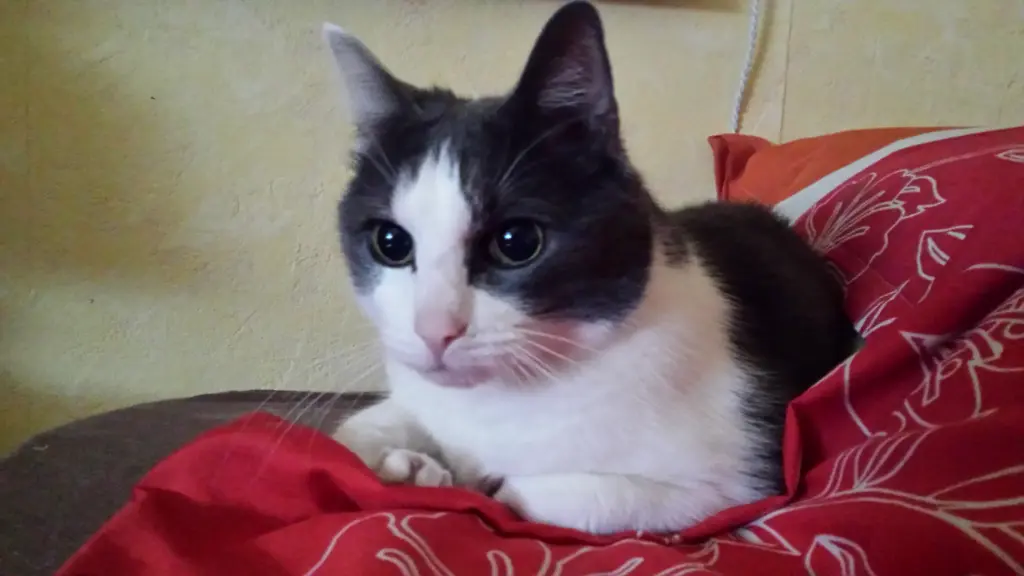 Condolence image of Claudia