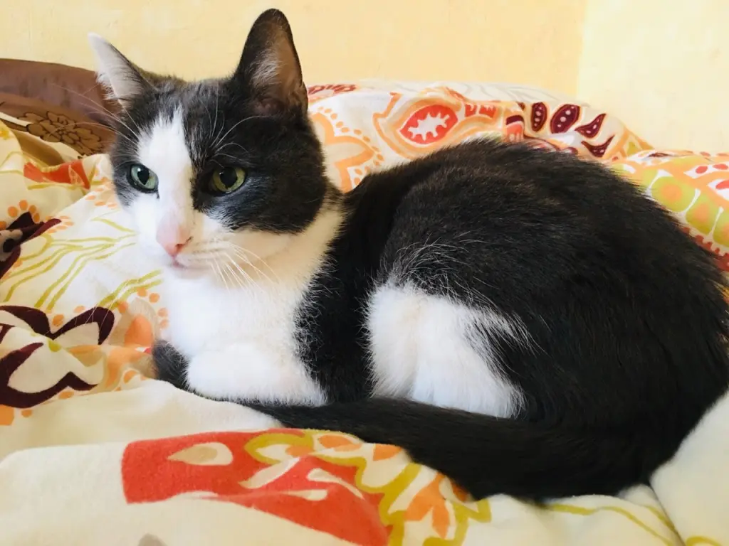 Condolence image of Claudia 