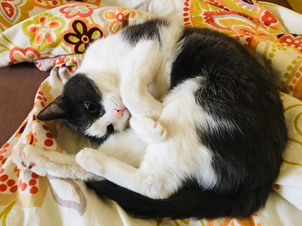 Condolence image of Claudia 