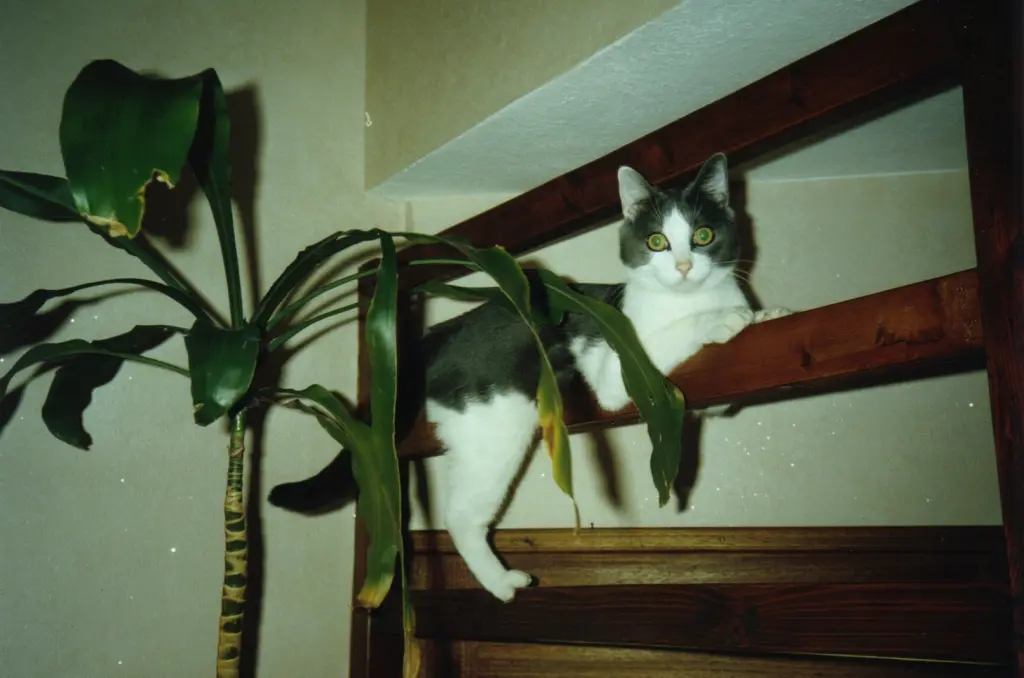 Condolence image of Chrisi