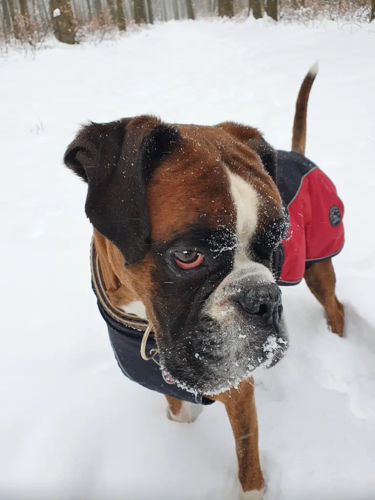 Andachtsbild von Karina und Jörg mit Floyd im ❤