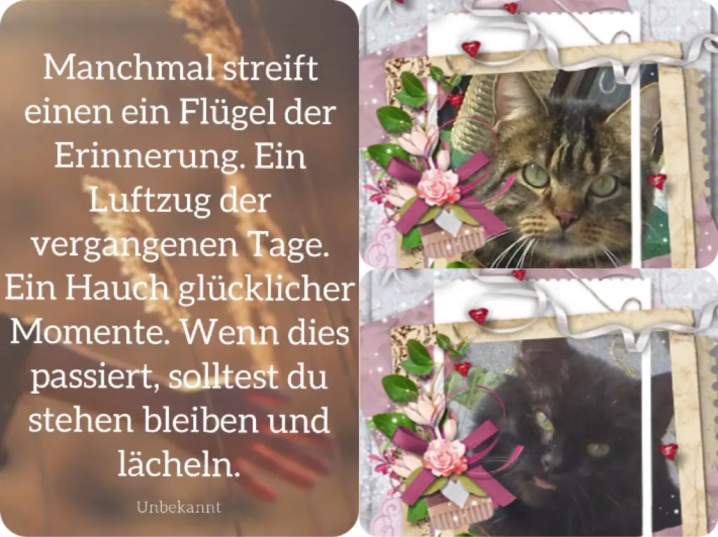 Condolence image of Carmen mit den Sternchen Ravi und Zausel