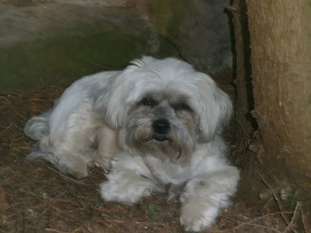 Image from Bonny und Tommy