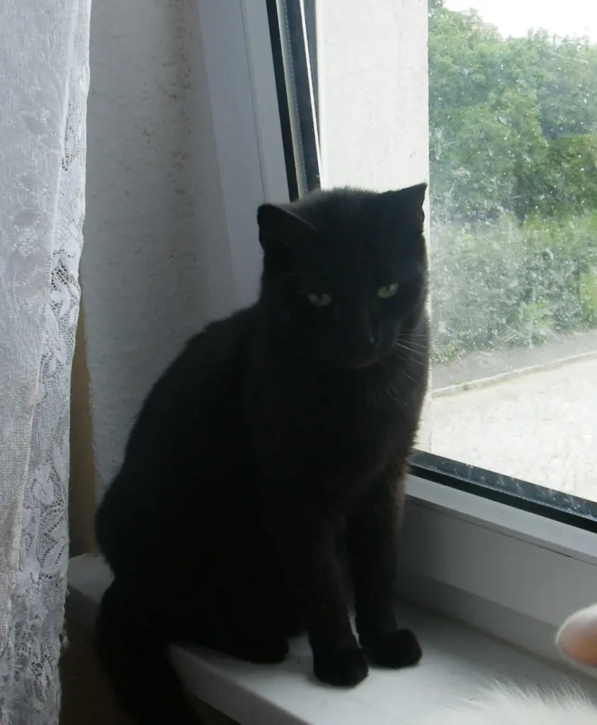 Condolence image of Dein Frauchen