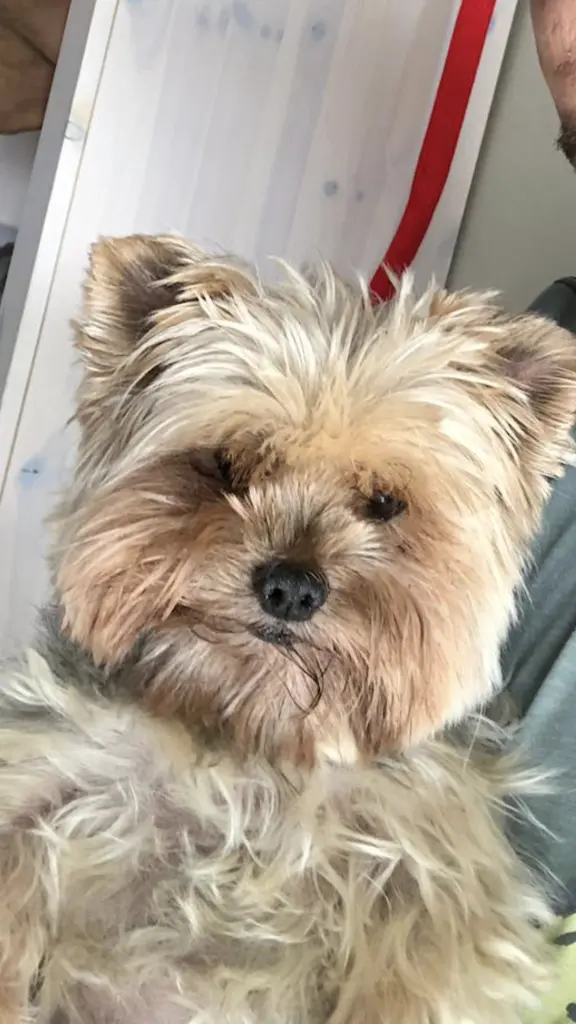 Andachtsbild von Josephine mit.Bandit im❤️