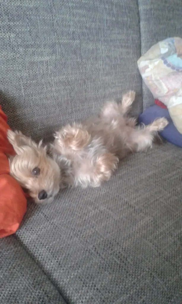 Image from Leoni