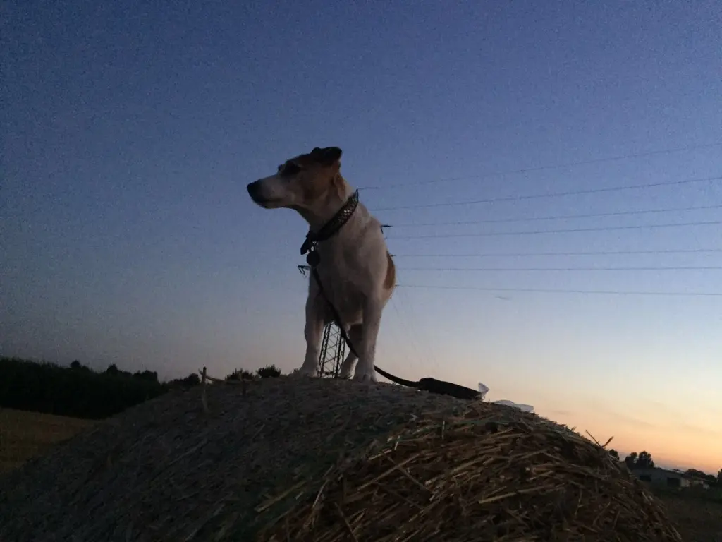 Image from Hugo
