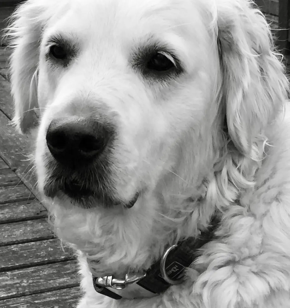 Image from Teddy