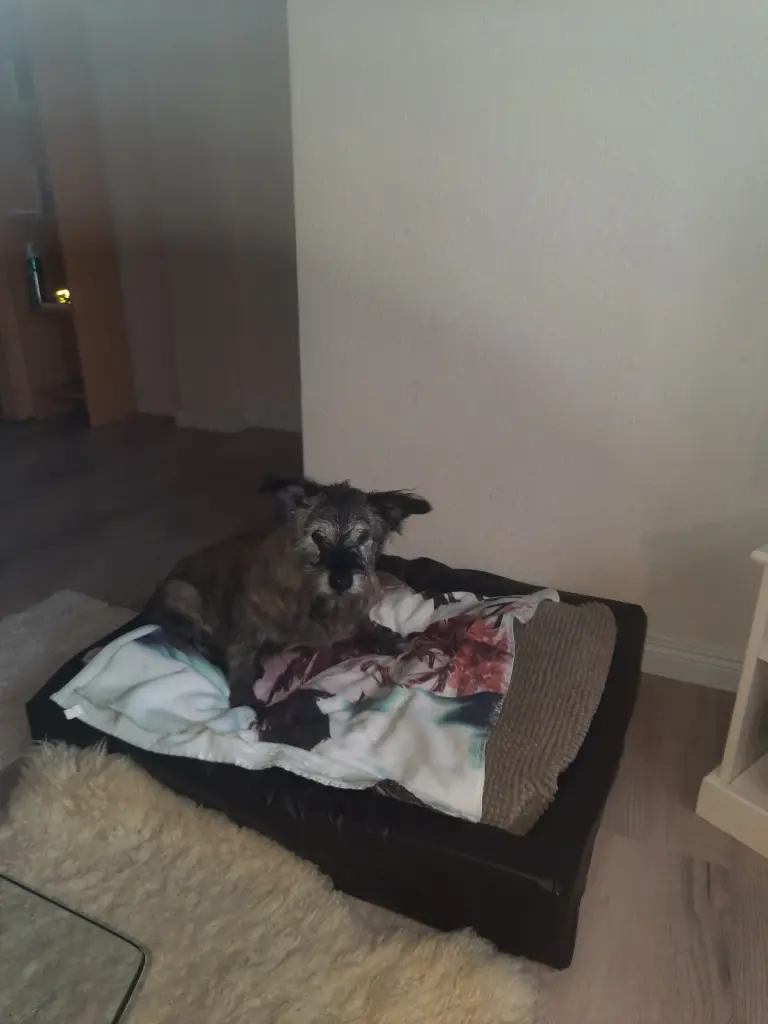Image from Moppel