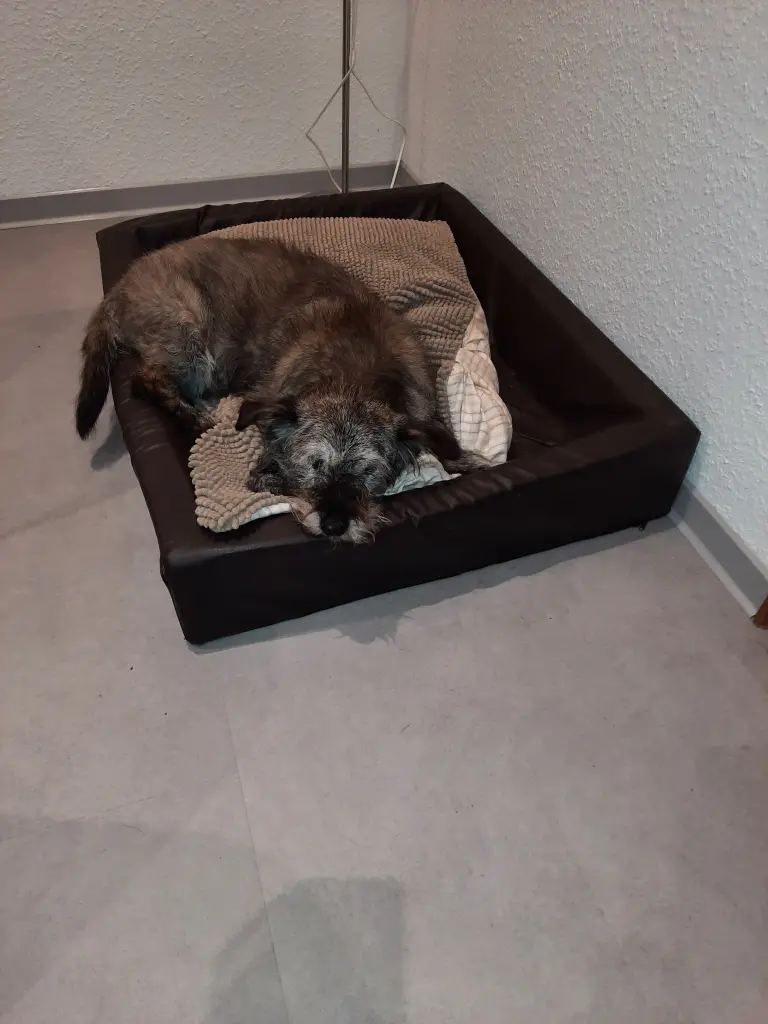 Image from Moppel