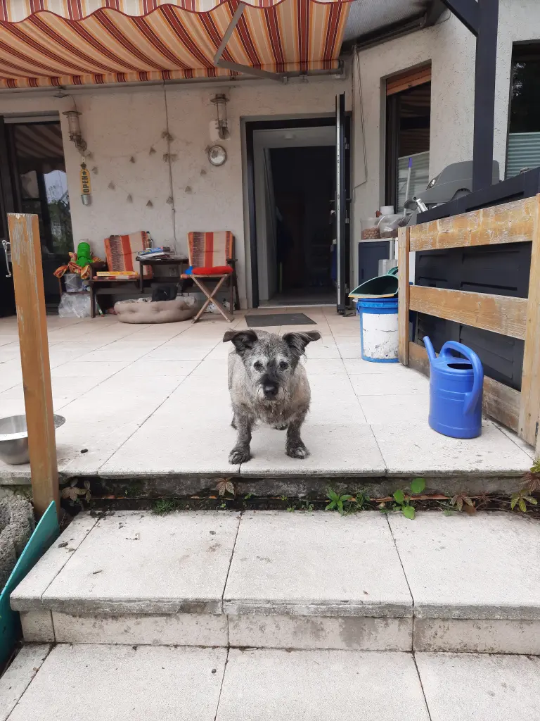 Image from Moppel